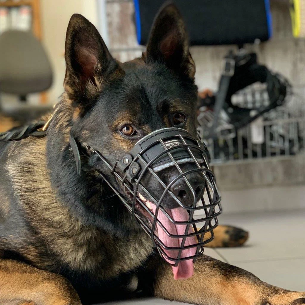 Dog muzzle that allows dog to drink cheap