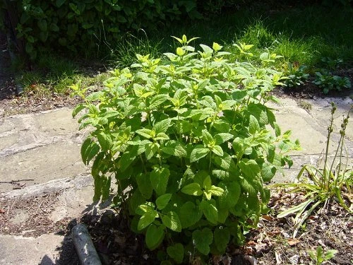 Lemon Balm Great Garden Herb By Seed Kingdom 500 Seeds