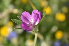 Corncockle - UK Grown Wildflower Seeds - 7.5g (Approx. 500 Seeds) - Fast Growin 700.00 per kilo