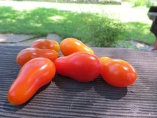 Valdo - a prolific little tomato from the Czech Rebublic