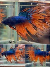 Male Betta Live Fish - Crown Tail Fancy Halfmoon - DW78 - High Quality A+*
