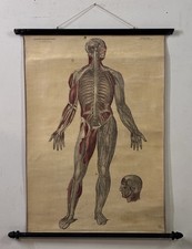 Antique 19th Century Kelloggs Bourgery Jacob Neurology Anatomical School Poster