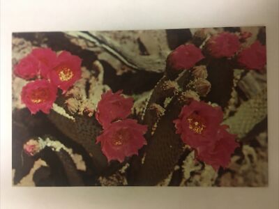Bright Red Blossoms Of The Beavertail Cactus Vintage Postcard | eBay