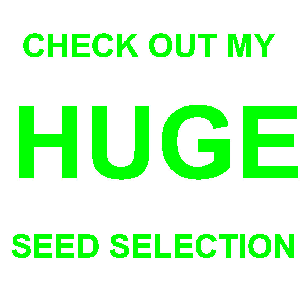 500 TATSOI MUSTARD SEEDS GARDEN FRESH GREENS US SELLER 1 gram of seed