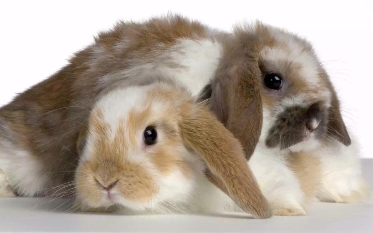 Bunnies 2025 are cute
