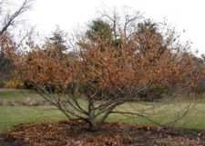 Vernal Witch Hazel {Hamamelis vernalis}Flowering Shrub 15 SEEDS USA POST