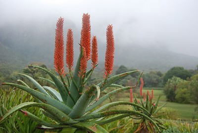 ALOE FEROX - Bitter, Red Or Cape Aloe Vera -10 x Medicinal Succulent Plant  Seeds | eBay