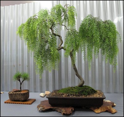 Live Dwarf Australian Weeping Willow Bonsai Tree - Fast Growing,  Indoor/Outdoor | eBay