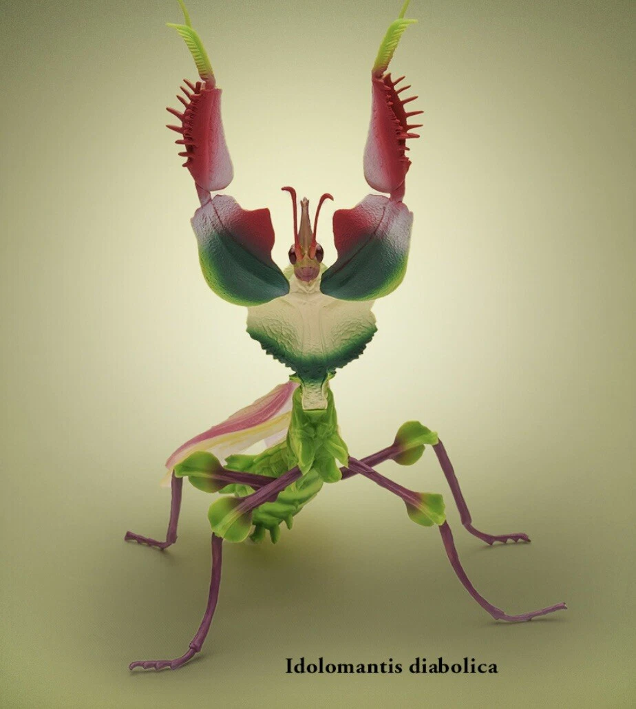 Praying Mantis Flowers Best Flower Site