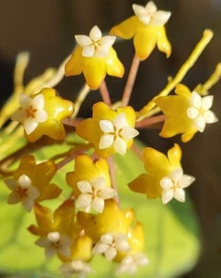 Hoya UT 158 from Kalimantan Size 4'' Pot (Random) With Phytosanitary Cert.