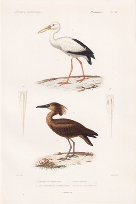Scopus umbretta Storch stork Vogel Vögel birds engraving Stahlstich Cuvier 1817