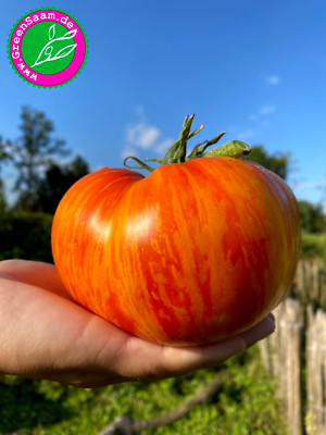 Tomatensamen   PLAN 9 FROM OUTER SPACE Fleischtomate    10+ Samen  wunderschön