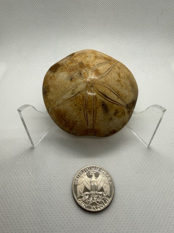 Sand Dollar Fossil 2.75 Inches