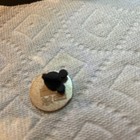 Disneyland - Hidden Mickey Peter Pan in Flight Moon - Cast Lanyard Pin - Nana — photo 2