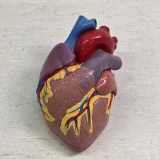1996 Vintage GPI Anatomical Heart Model 5.5" x 3", No Display Stand, 2 Parts EUC
