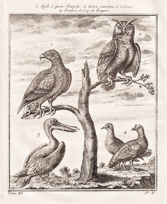 Adler eagle aigle Eule owl Pelikan pelican Rebhuhn Feldhuhn Feldhühner engraving