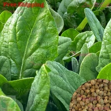 Lakeside Spinach Seeds | NON-GMO