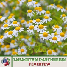 1000 Feverfew Seeds, Tanacetum parthenium, Medicinal Herb, Non-GMO, Genuine USA