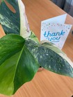 Variegated Monstera deliciosa large form - Monstera aurea reflective insulation — photo 8