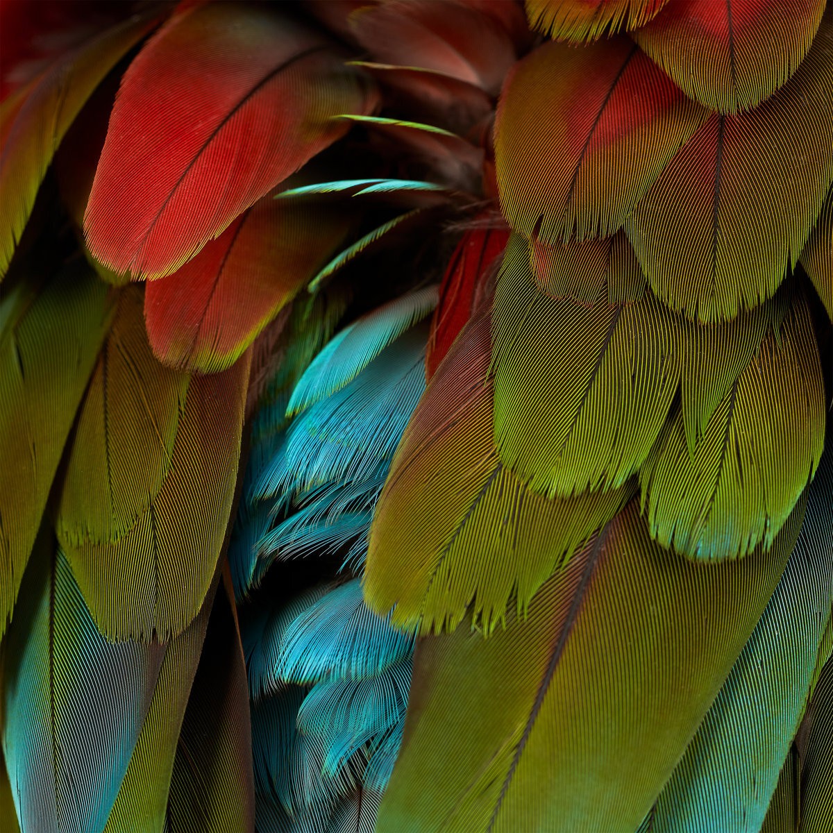 NYOS Celebration (Vinyl LP) 12" Album