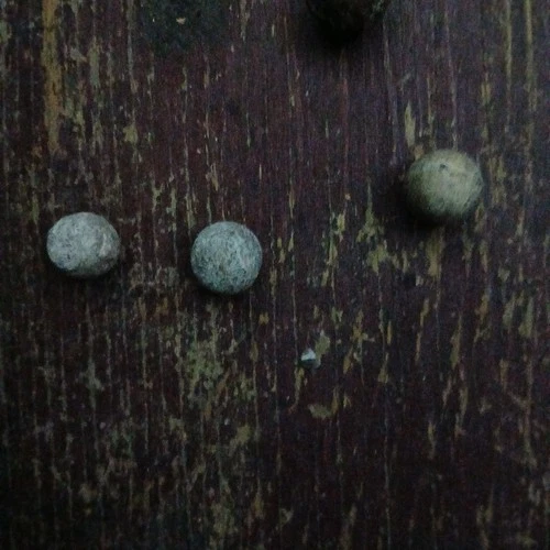 Gettysburg Dug Bullet -Route 30 West - .58  Pulled   (1117)