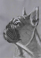 Beautiful French bulldog Frenchie Dog original B&W pencil artwork picture