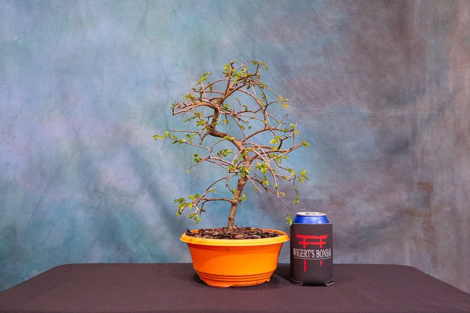 CHINESE ELM PreBonsai Tree! Cold Hardy! Curved Trunk! eBay