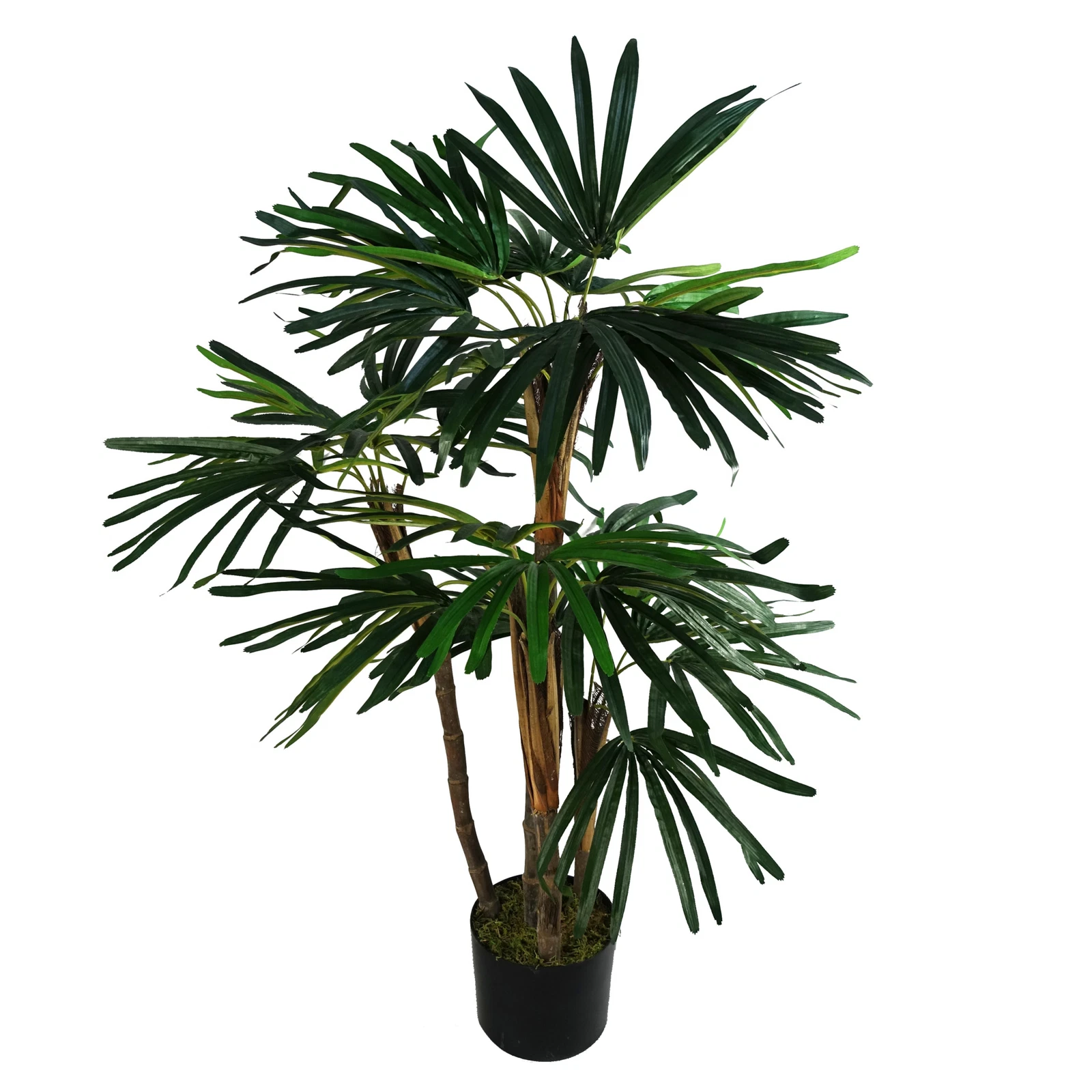 100cm Raphis - 40539