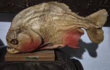 Vintage Red Bellied Piranha Taxidermy on Wood Base Good Size