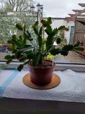 Thanksgiving Cactus - 1 Year Old Plant In A Pot- Red