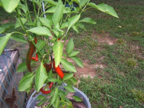 COWHORN Fresh Organically Grown Heirloom HOT Pepper Seeds (20) - Picture 3 of 3