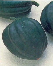Squash Winter Table Ace Acorn    250 seeds