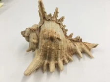 Murex Chicoreous Shell 3-1/2” Tall 5-1/4” Long 4-1/4”Wide. 6.25 Oz