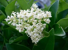 Ligustrum japonicum JAPANESE PRIVET Evergreen Shrub Seeds!