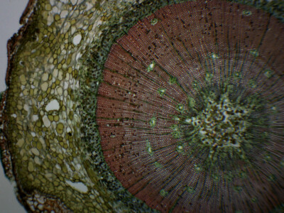 Pine Life History Composite - Prepared Slide - 75x25mm - Eisco Labs
