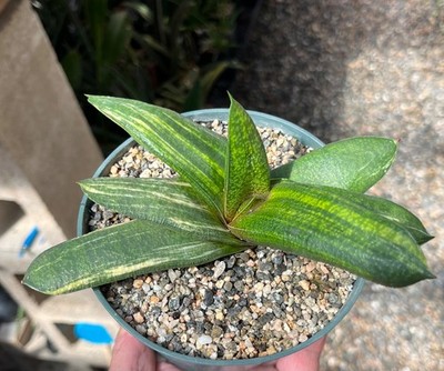 calathea roseopicta corona Calathea roseopicta 'Silvia'