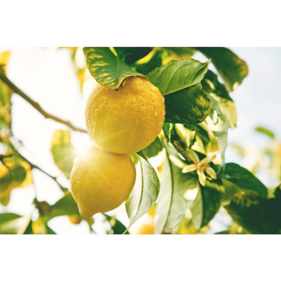 1 Gal. Árbol de limón Meyer mejorado - tropical vivo, paquete de 1 Foto 3 de 4