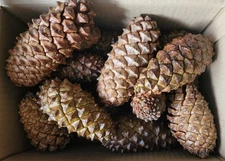 Unopened Jeffrey Pine Cones – Oven Dried Glossy Resin – Natural Decor 10-Pack