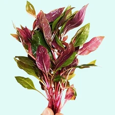 BUY 2 GET 1 FREE | Dwarf Cardinal Easy Live Aquarium Plant (Lobelia Cardinalis)