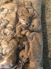 12 Pack! New Ty Beanie Baby Pecan The Bear Plush Toy - 4251 New Factory Sealed!