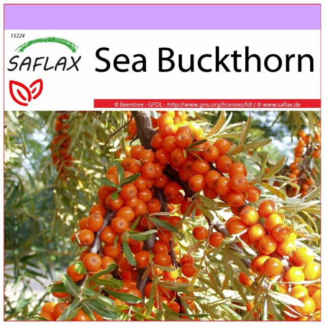 SAFLAX - Sea Buckthorn - 40 seeds - Hippophae