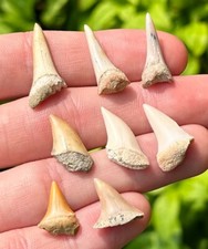 Fossil Mako Sharks Teeth LOT OF 8 Megalodon Age Bakersfield California