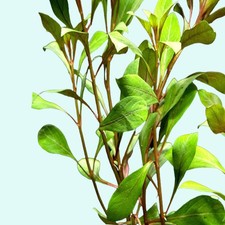 BUY 2 GET 1 FREE Ludwigia Repens Super Red Mini Aquarium Plants