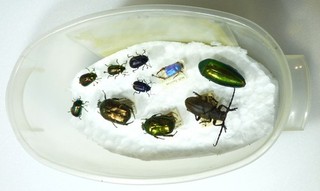 ENTOMOLOGIE KÄFER: 10 KÄFER A /A2 no name no data