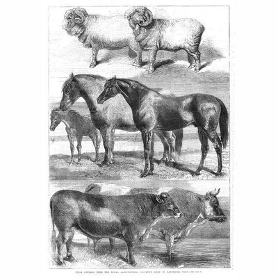 Preis Tiere von der Royal Agricultural Show in Battersea - antiker Druck 1862