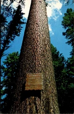 POSTCARD MAMMOTH SUGAR TREE ROGUE RIVER NATIONAL FOREST OREGON