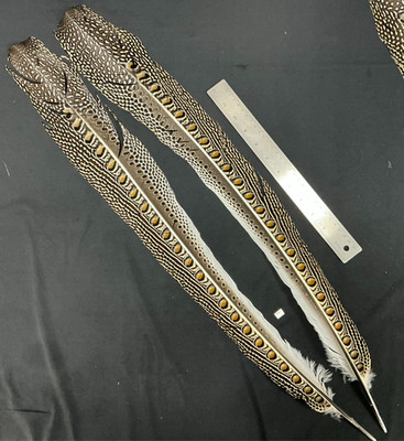 Great Argus Pheasant  Secondary feather pair 23C