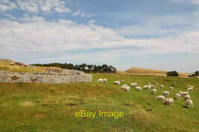 Photo 6x4 Sheep grazing outside the Roman fort Thorngrafton The wall is t c2018