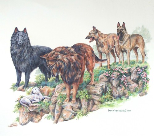 Marcia Van Woert Original Signed Painting Belgian Tervuren Shepherd Dogs 2003