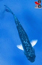 7" "ICE WING!" KUMONRYU Live Koi Fish Garden Pond 10/6